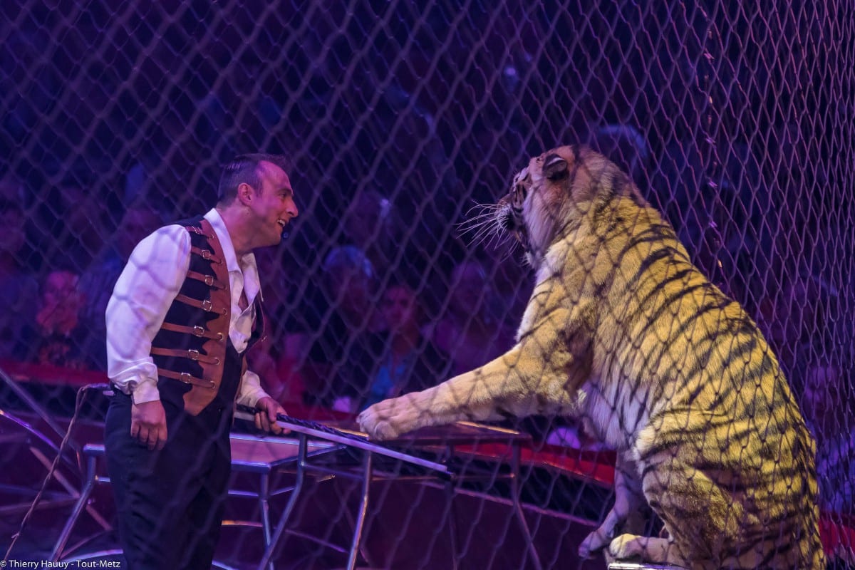 Un face à face entre un tigre et son dresseur.